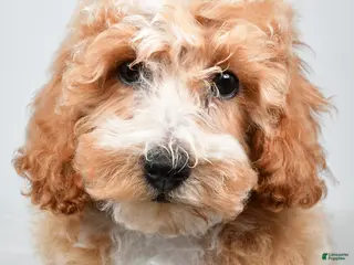 Bichpoo dogs for sale: Bo - Ad 1