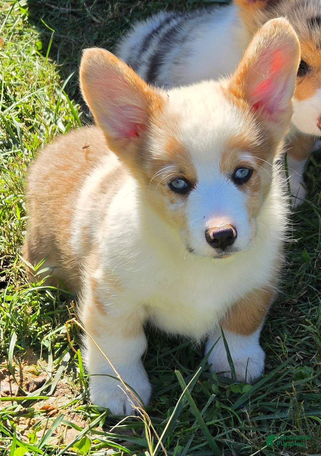 Welsh Corgi Pembroke dogs for sale: Beautiful Bentley  - Ad 1