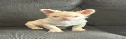 French Bulldog dogs for sale: Pink Pookie - Ad 9