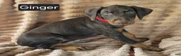 Doberman Pinscher dogs for sale: Ginger  - Ad 5