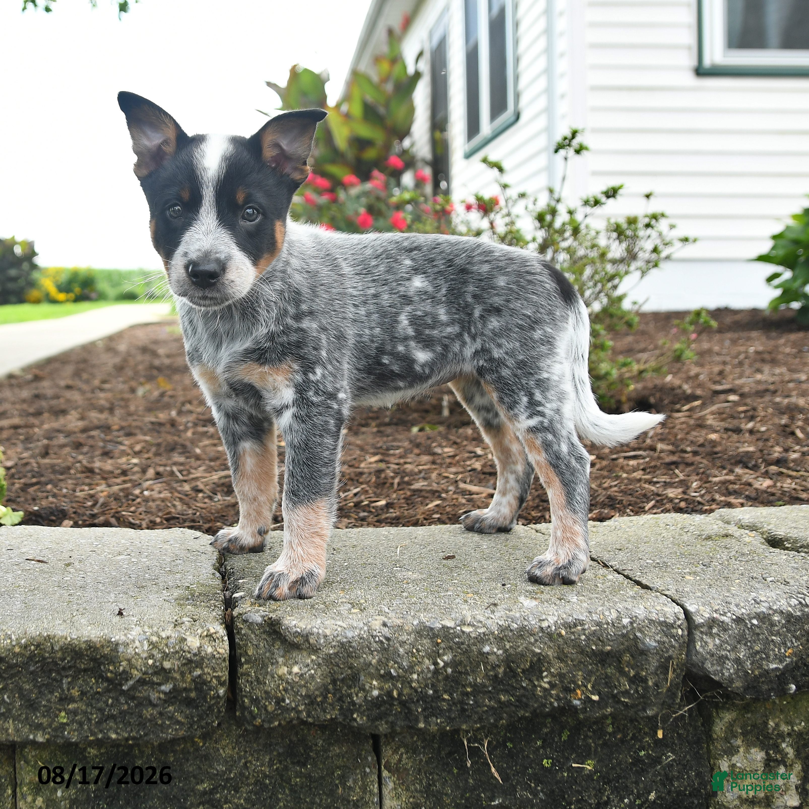 Australian Cattle Dog dogs Fiona - Ad 1