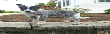 Fiona