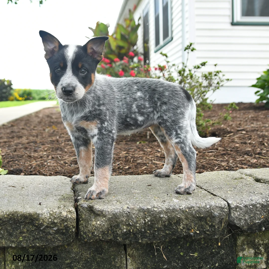 Australian Cattle Dog dogs for sale: Fiona - Ad 1