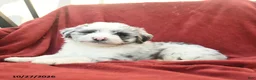 Mini Aussiedoodle dogs for sale: Fergus  - Ad 3