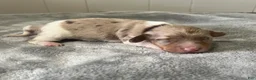 Miniature Dachshund dogs for sale: Miniature Dachshund 2 - Ad 2