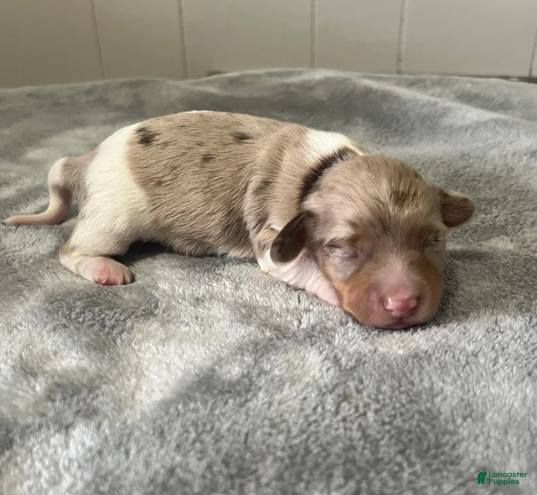 Miniature Dachshund dogs for sale: Miniature Dachshund 2 - Ad 2