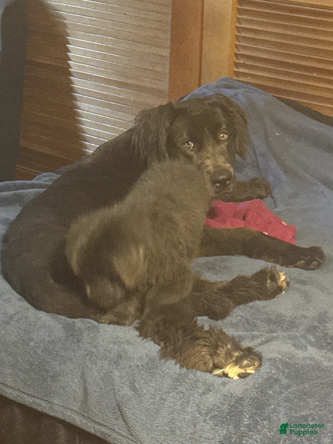 Newfoundland dogs for sale: Puppy 1 - Ad 2