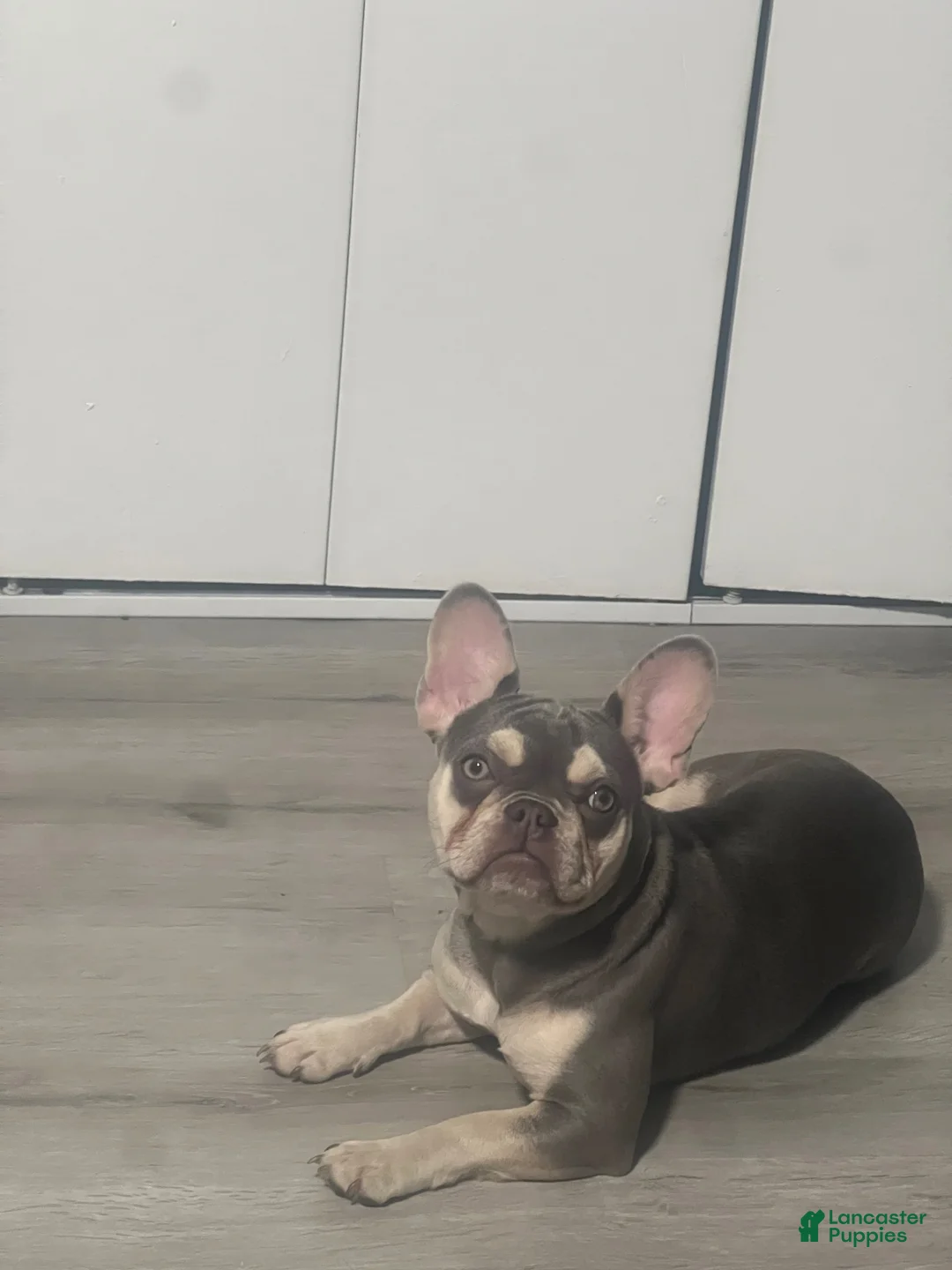 French Bulldog dogs for sale: French Bulldog 2 - Ad 3