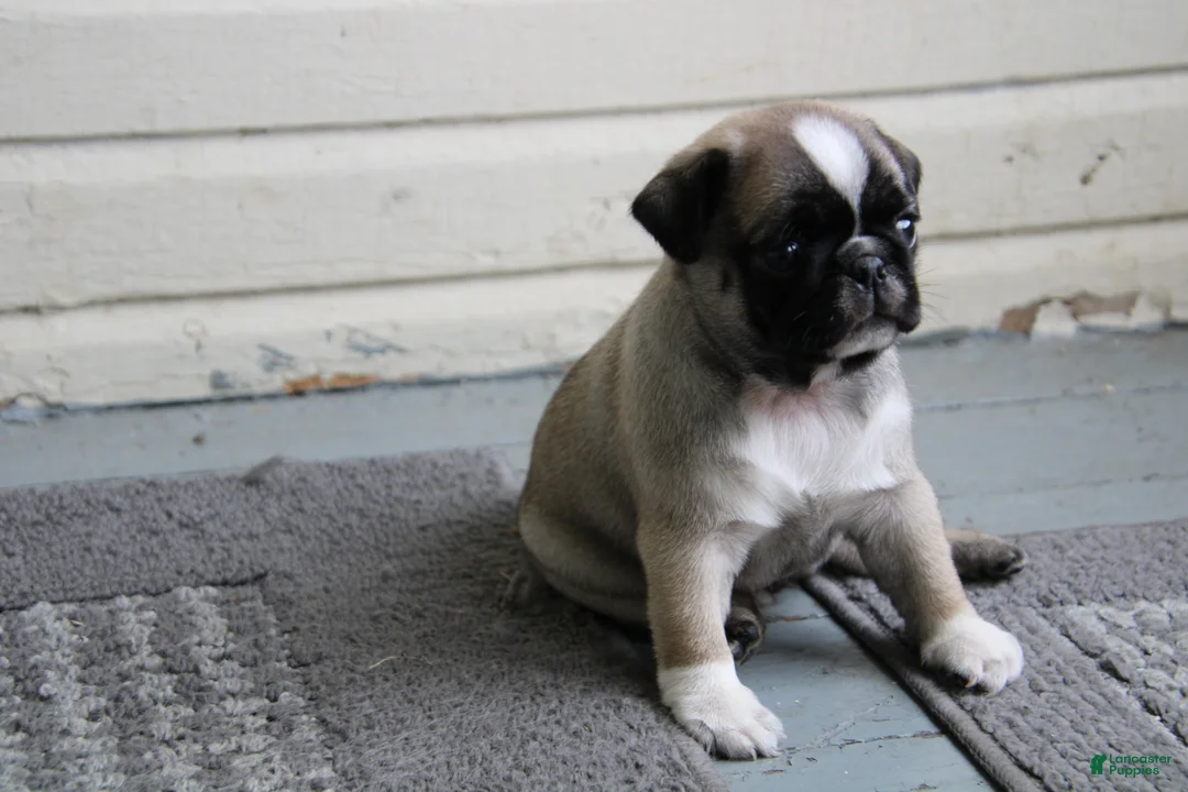 Pug dogs for sale: Faith - Ad 2