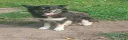 Gerberian Shepsky dogs for sale: Gerberian Shepsky 4 - Ad 2