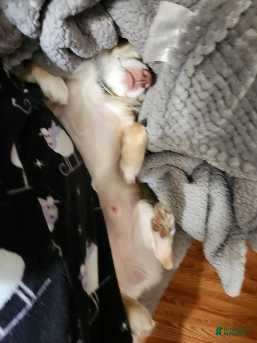 Chihuahua dogs for sale: Chihuahua Puppy 1 - Ad 1