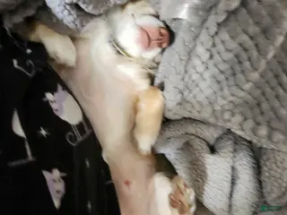 Chihuahua dogs Chihuahua Puppy 1 - Ad 6