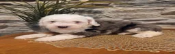 Mini Bernedoodle dogs for sale: ESME - FEMALE Mini Bernedoodle 4 - Ad 5