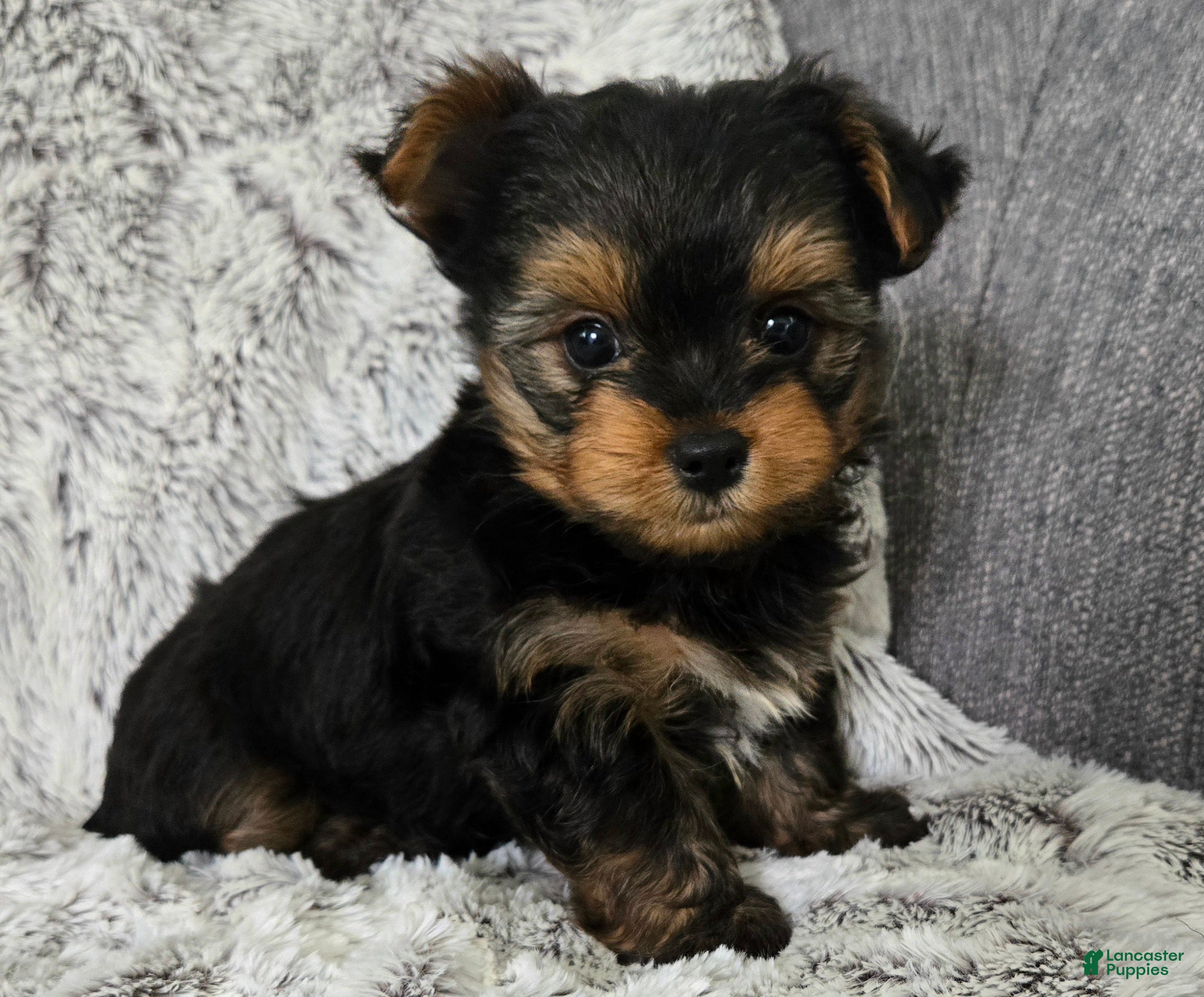 Yorkshire Terrier dogs Pepper  - Ad 2
