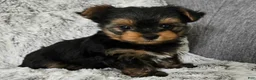 Yorkshire Terrier dogs for sale: Pepper  - Ad 2