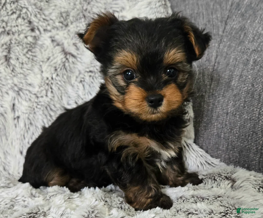 Yorkshire Terrier dogs for sale: Pepper  - Ad 2