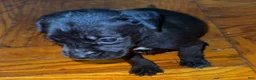 Mixed Breed dogs for sale: Mixed Breed 6 - Ad 1