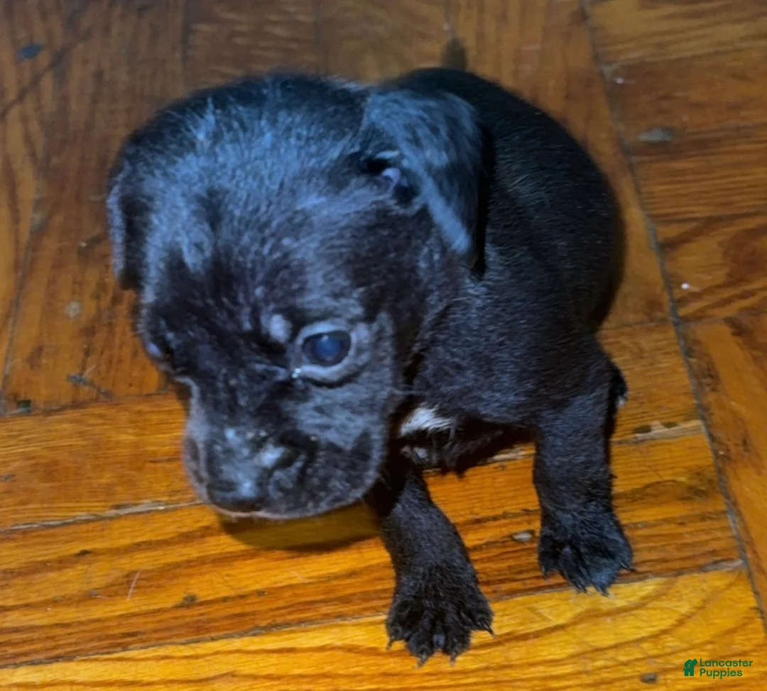 Mixed Breed dogs for sale: Mixed Breed 6 - Ad 1