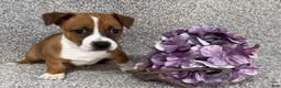 Jack Russell Terrier dogs for sale: Sally - Ad 3