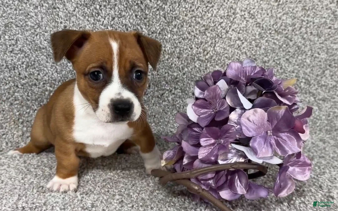 Jack Russell Terrier dogs for sale: Sally - Ad 3