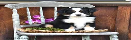 Australian Shepherd dogs for sale: Allie - Ad 3