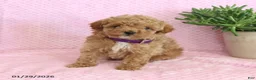 Miniature Poodle dogs for sale: Olive  - Ad 5