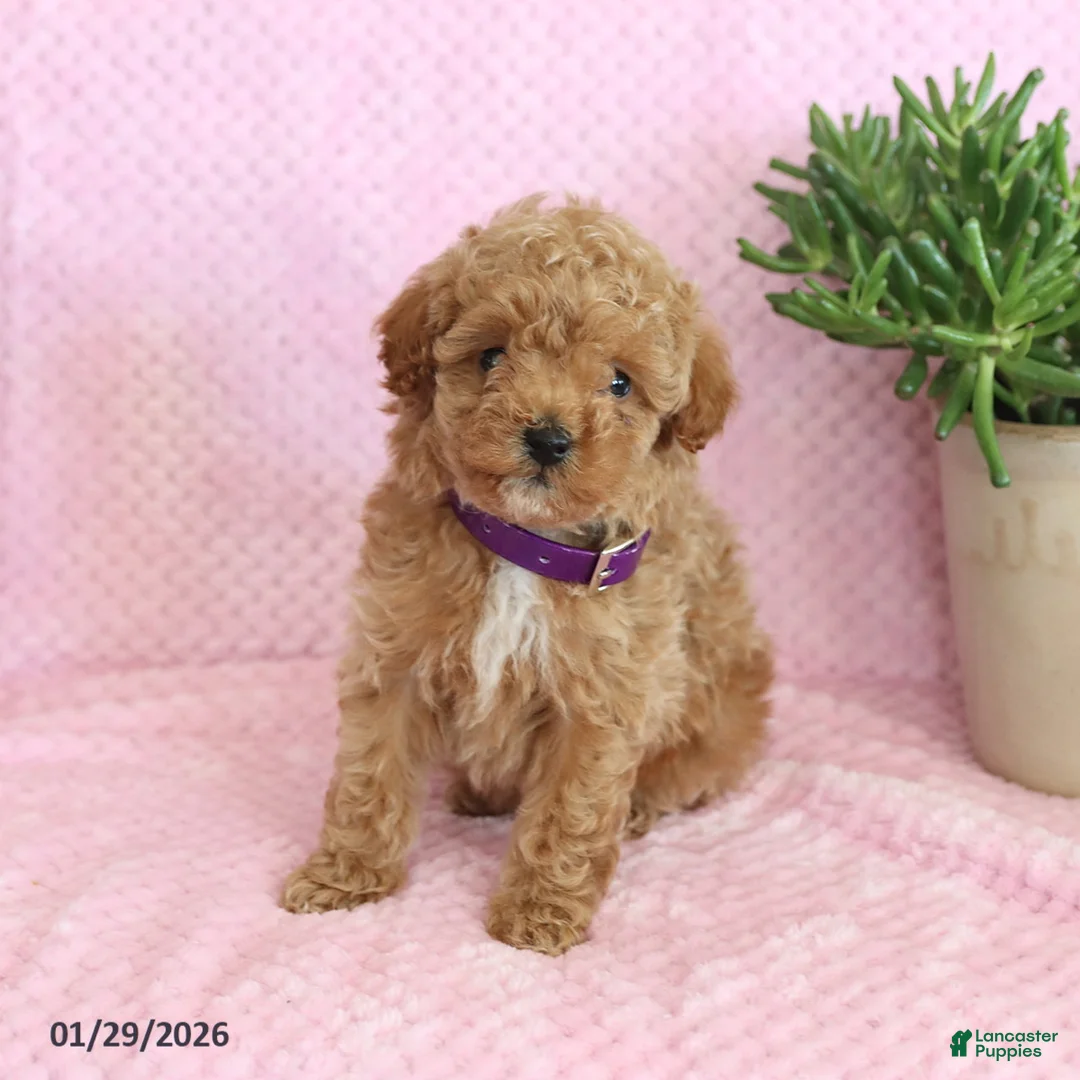 Miniature Poodle dogs for sale: Olive  - Ad 5
