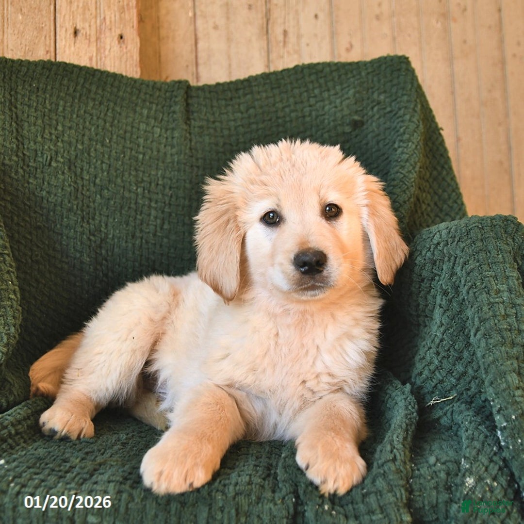 Mixed Breed dogs for sale: Cash  - Ad 3