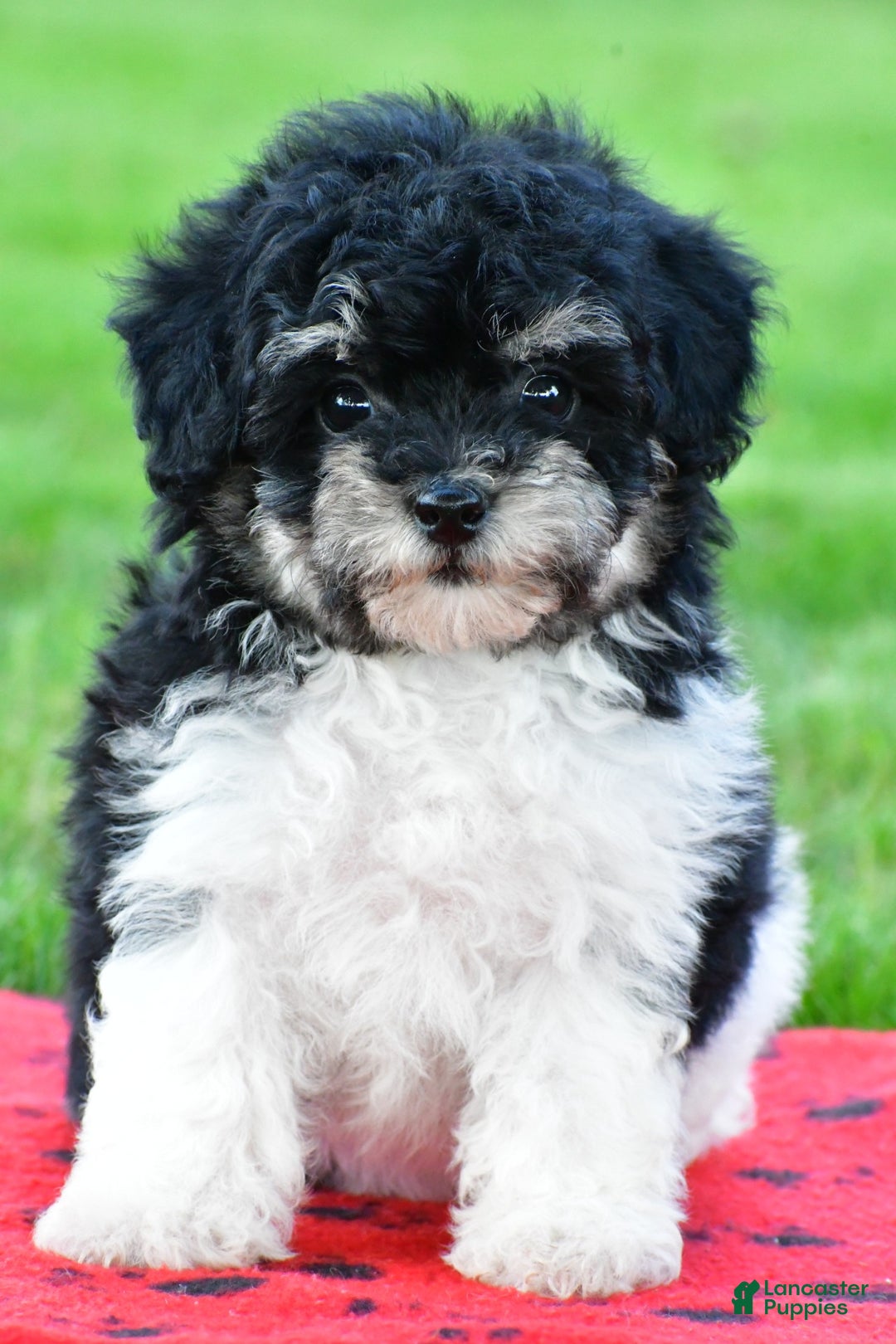 Bichpoo dogs for sale: knox - Ad 16