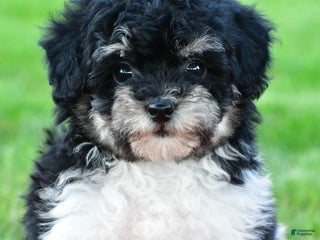 Bichpoo dogs - Ad 33