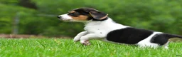 Beagle dogs for sale: Jasper - Ad 6