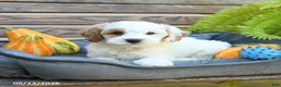 Cavapoo dogs for sale: Willaby - Ad 4