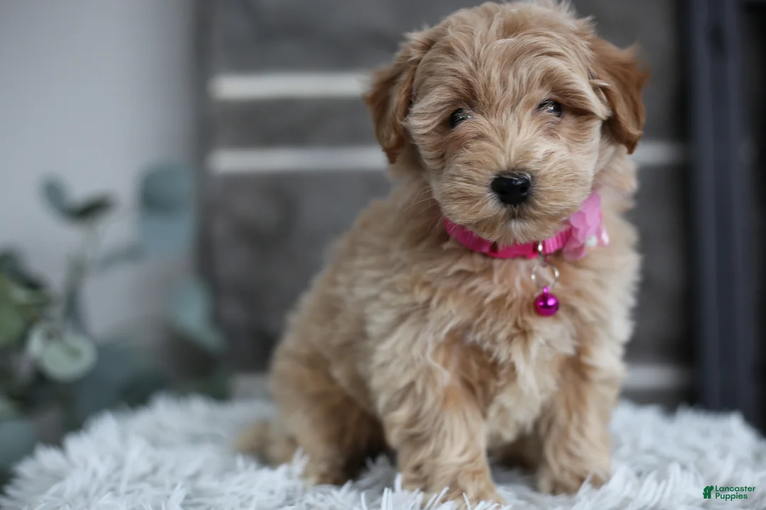 Maltipoo dogs for sale: Raya - Ad 8
