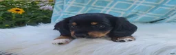 Miniature Dachshund dogs for sale: Venture  - Ad 25