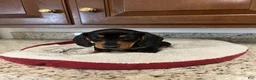Miniature Dachshund dogs for sale: Wells - Ad 6