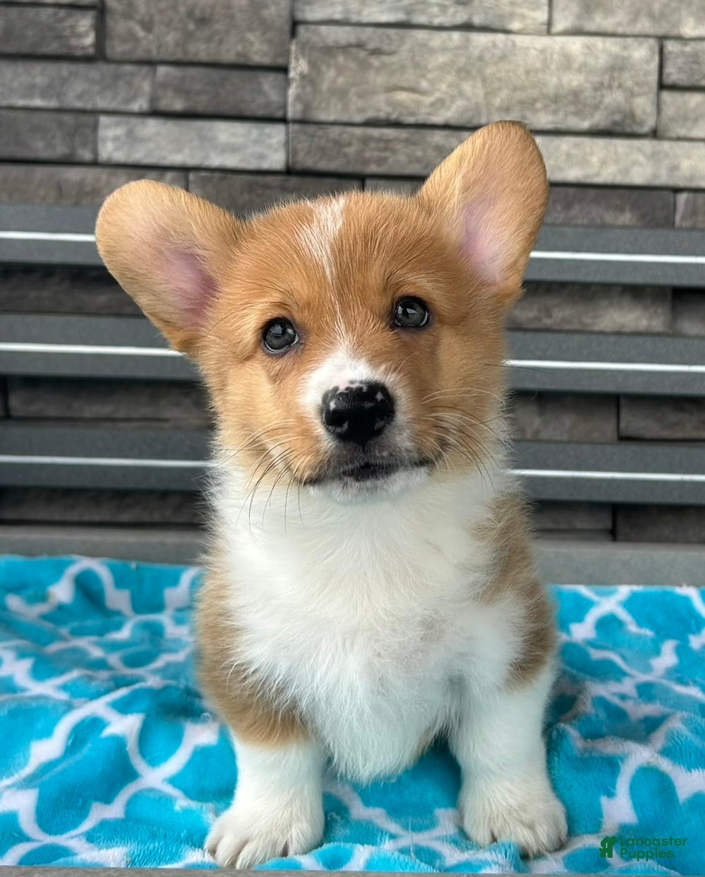 Welsh Corgi Pembroke dogs Danny Welsh Corgi Pembroke Puppy  - Ad 2
