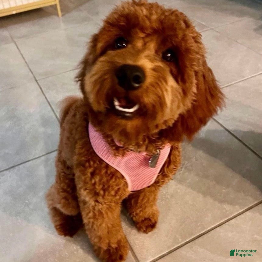 Mini Goldendoodle dogs Mini Goldendoodle Puppy 4 - Ad 2