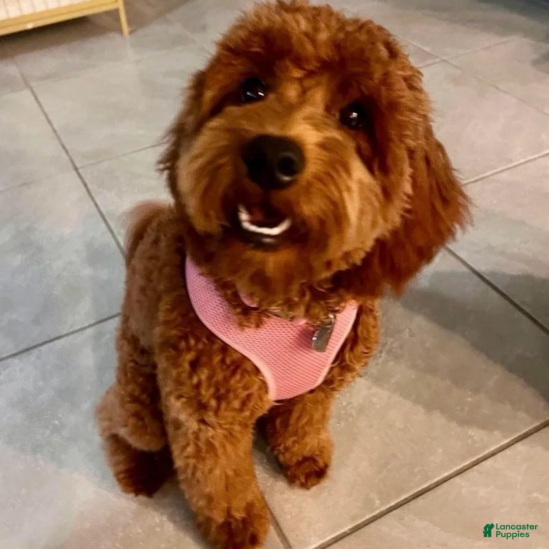 Mini Goldendoodle dogs for sale: Mini Goldendoodle Puppy 3 - Ad 2