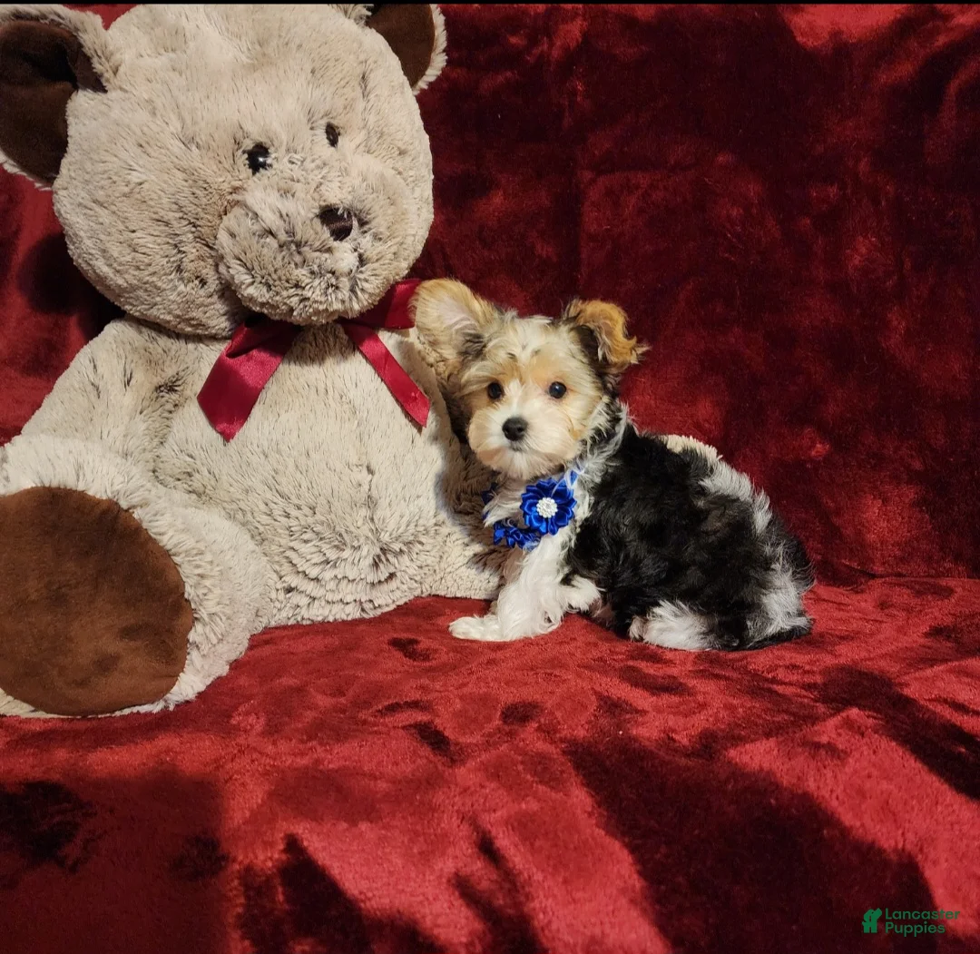 Yorkshire Terrier dogs for sale: JESTER - Ad 2