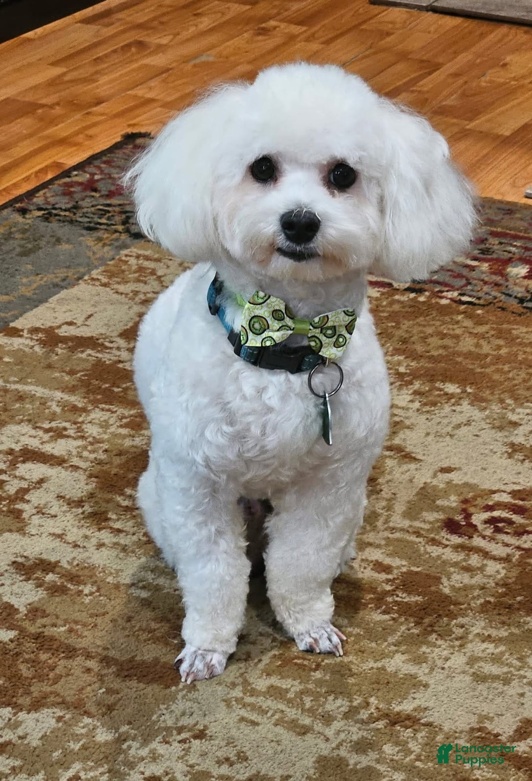 Maltipoo dogs for sale: Maltipoo Puppy 4 - Ad 5