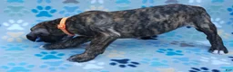 Boxer dogs for sale: Boxer Puppy 1 - Ad 2