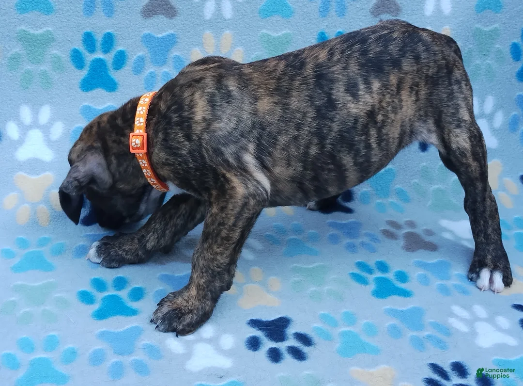 Boxer dogs for sale: Boxer Puppy 1 - Ad 2