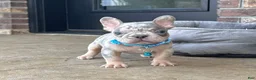 French Bulldog dogs for sale: Theo Video Ad - Ad 3