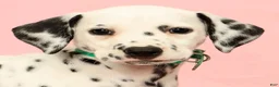 Dalmatian dogs for sale: Hailey - Ad 9