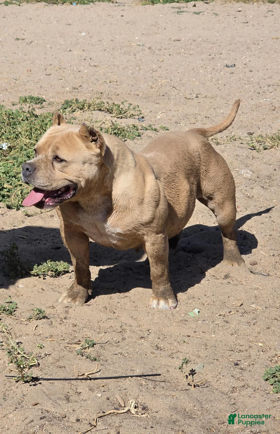 American Bully dogs for sale: American Bully 3 - Ad 2