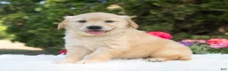Golden Retriever dogs for sale: Bree  - Ad 4