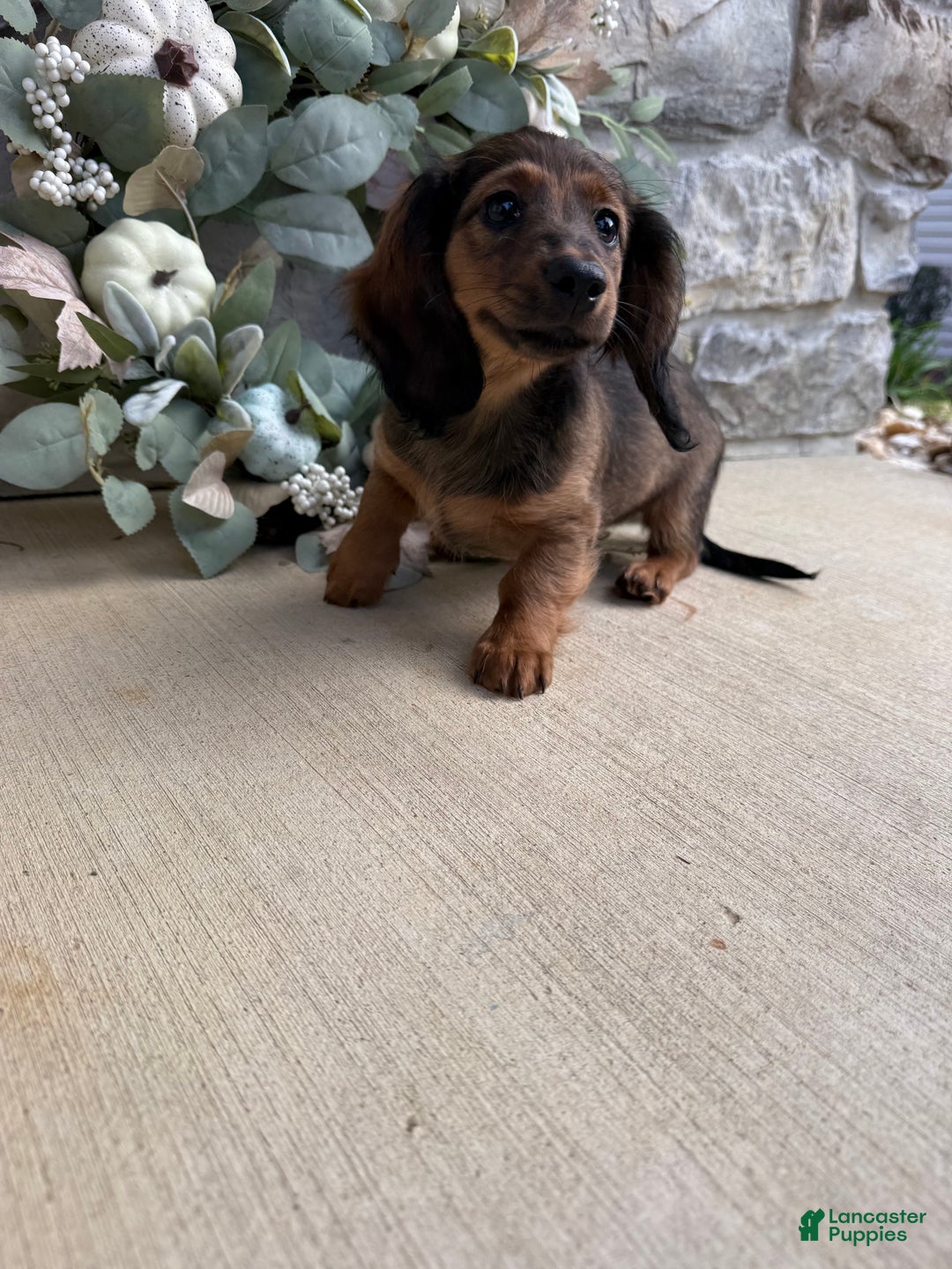 Miniature Dachshund dogs for sale: Miniature Dachshund Puppy 3 - Ad 4