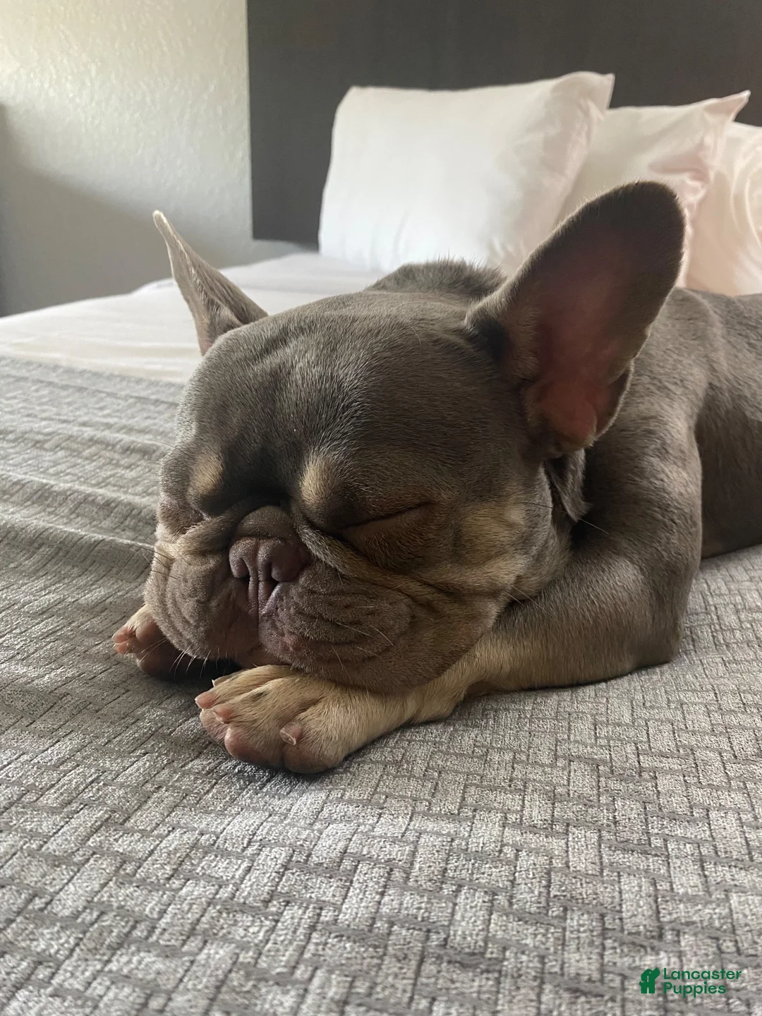 French Bulldog dogs for sale: French Bulldog 2 - Ad 2