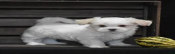 Maltese dogs for sale: Sienna - Ad 3