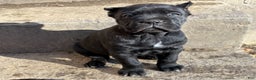 Cane Corso dogs for sale: Eliza  - Ad 3